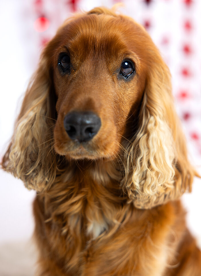 Middlemiss Adams Family